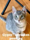 Gypsy photo 1