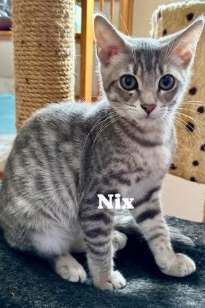 Nix, Baby Male unknown