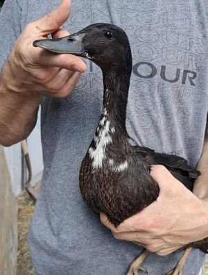 Sky, Baby Male Duck