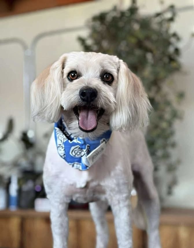 Gunther, an adoptable Havanese in Tucson, AZ, 85711 | Photo Image 1