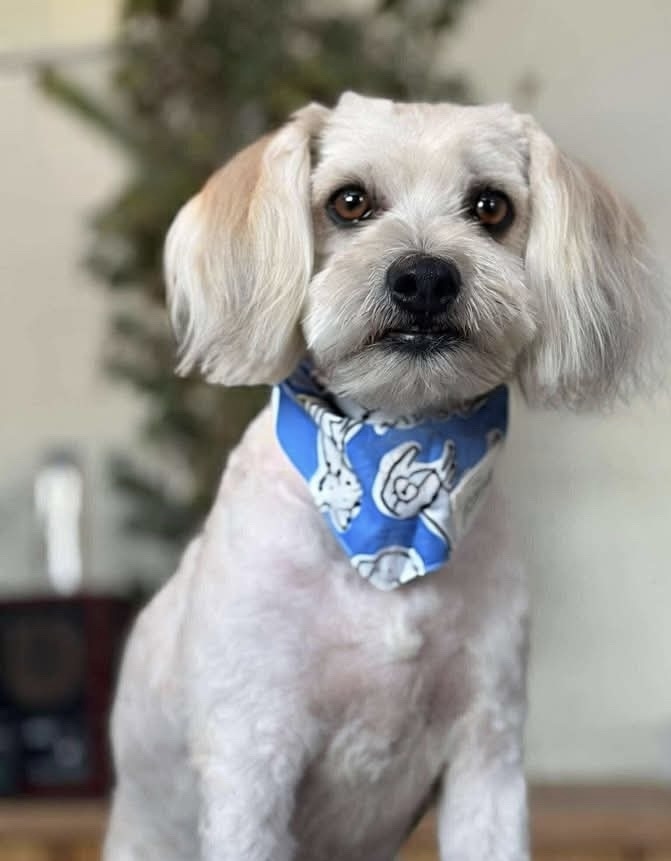 Gunther, an adoptable Havanese in Tucson, AZ, 85711 | Photo Image 2