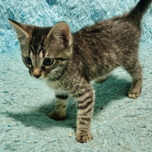 Cricket, Baby Female Tabby
