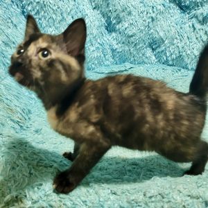 Alana, Baby Female Tortoiseshell