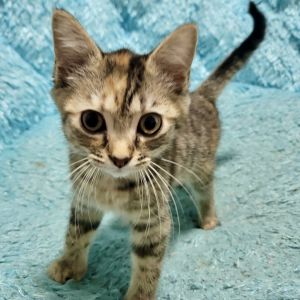 Please visit our website wwwferalfelinefriendsorg to learn more about this feline and to see other