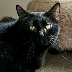 Lady Popcorn Shrimp Domestic Short Hair Cat
