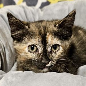 Brownie Tortoiseshell Cat