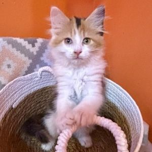 Biscotti Calico Cat
