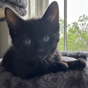 Blackberry (aka Purple), Baby Female Domestic Short Hair