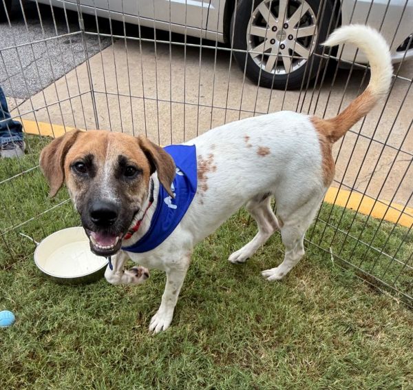 Beau Bailey thumbnail 3