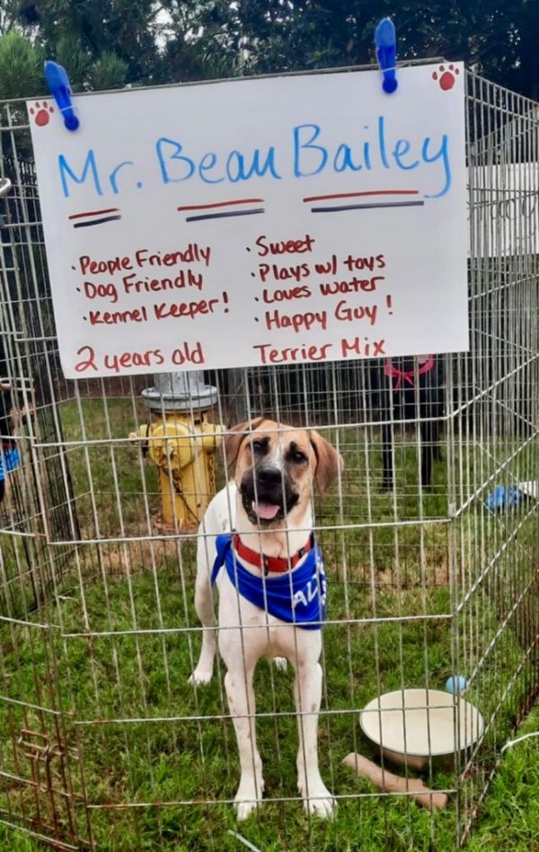 Beau Bailey thumbnail 4