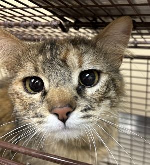 Primary Color Torbie Weight 88lbs