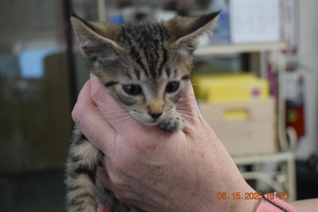 Marty (Merida) (Moon K4), an adoptable Domestic Short Hair in Pahrump, NV, 89048 | Photo Image 1