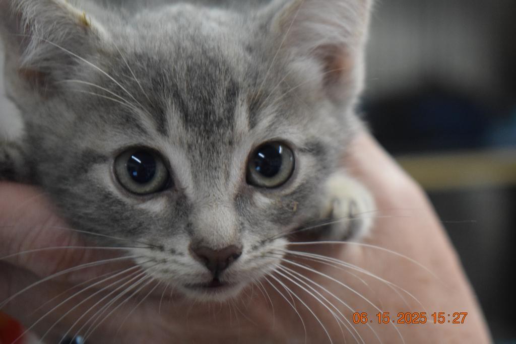 Flynn (Moon K2), an adoptable Domestic Short Hair in Pahrump, NV, 89048 | Photo Image 1