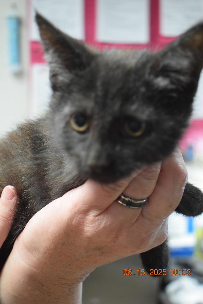 Pepper (Sissy K1), an adoptable Domestic Short Hair in Pahrump, NV, 89048 | Photo Image 1
