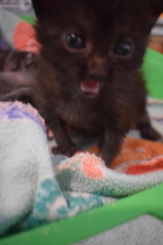 Pepper (Sissy K1), an adoptable Domestic Short Hair in Pahrump, NV, 89048 | Photo Image 2