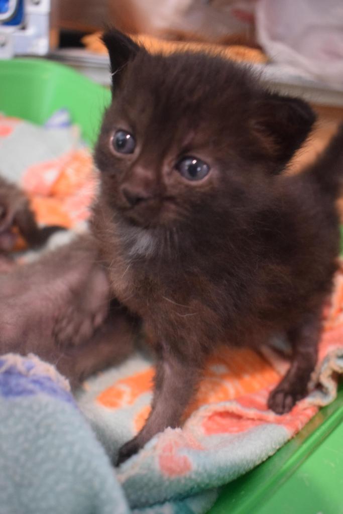 Pepper (Sissy K1), an adoptable Domestic Short Hair in Pahrump, NV, 89048 | Photo Image 3