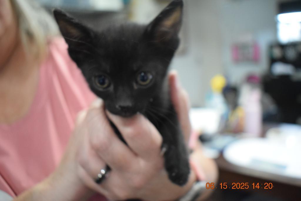 Thor (Pur-Pur) K2, an adoptable Domestic Short Hair in Pahrump, NV, 89048 | Photo Image 1