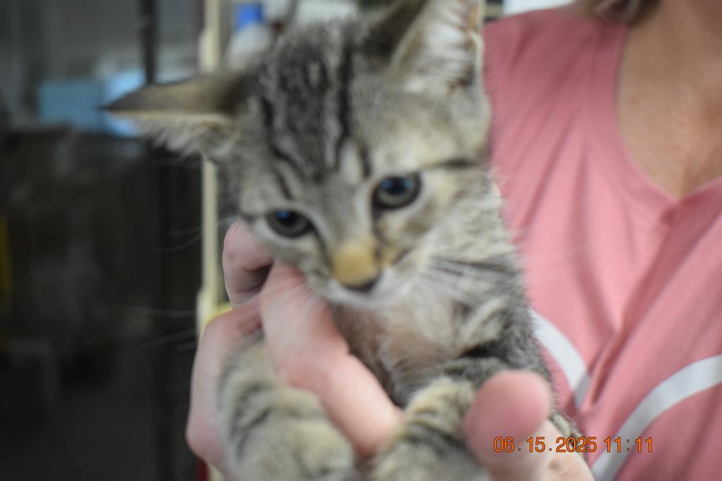 Pip Squeak (Sissy K2), an adoptable Domestic Short Hair in Pahrump, NV, 89048 | Photo Image 1