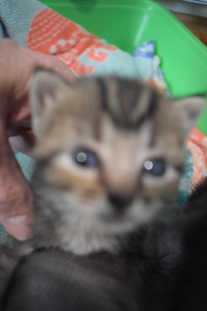 Pip Squeak (Sissy K2), an adoptable Domestic Short Hair in Pahrump, NV, 89048 | Photo Image 2