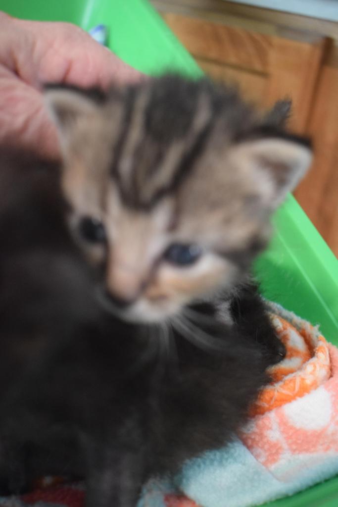 Pip Squeak (Sissy K2), an adoptable Domestic Short Hair in Pahrump, NV, 89048 | Photo Image 3