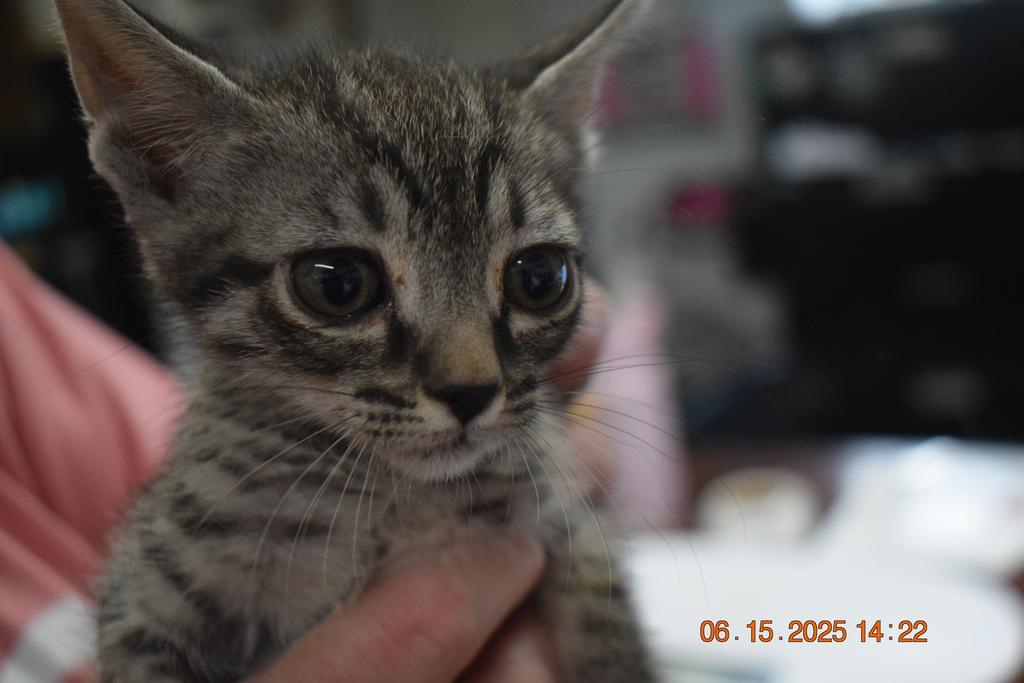 Felicia (Pur Pur K5), an adoptable Domestic Short Hair in Pahrump, NV, 89048 | Photo Image 1