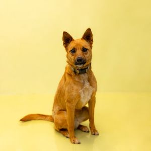Primary Color Tan Secondary Color Black Weight 32lbs Age 5yrs 0mths 0wks Animal has been Spayed