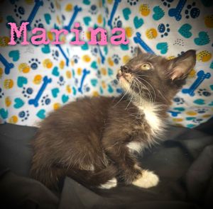 Marina, Young Female Domestic Short Hair