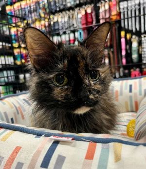 Scarlett, Adult Female Domestic Short Hair