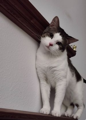 Pepper, Adult Male unknown