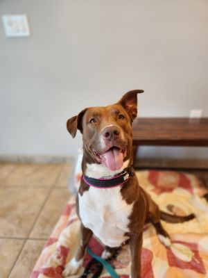 Petunia, Adult Female unknown