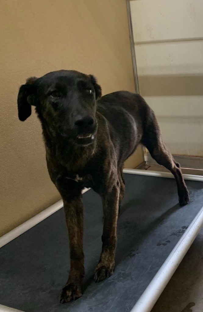 Jessie, an adoptable Pit Bull Terrier, Mixed Breed in Tucumcari, NM, 88401 | Photo Image 1