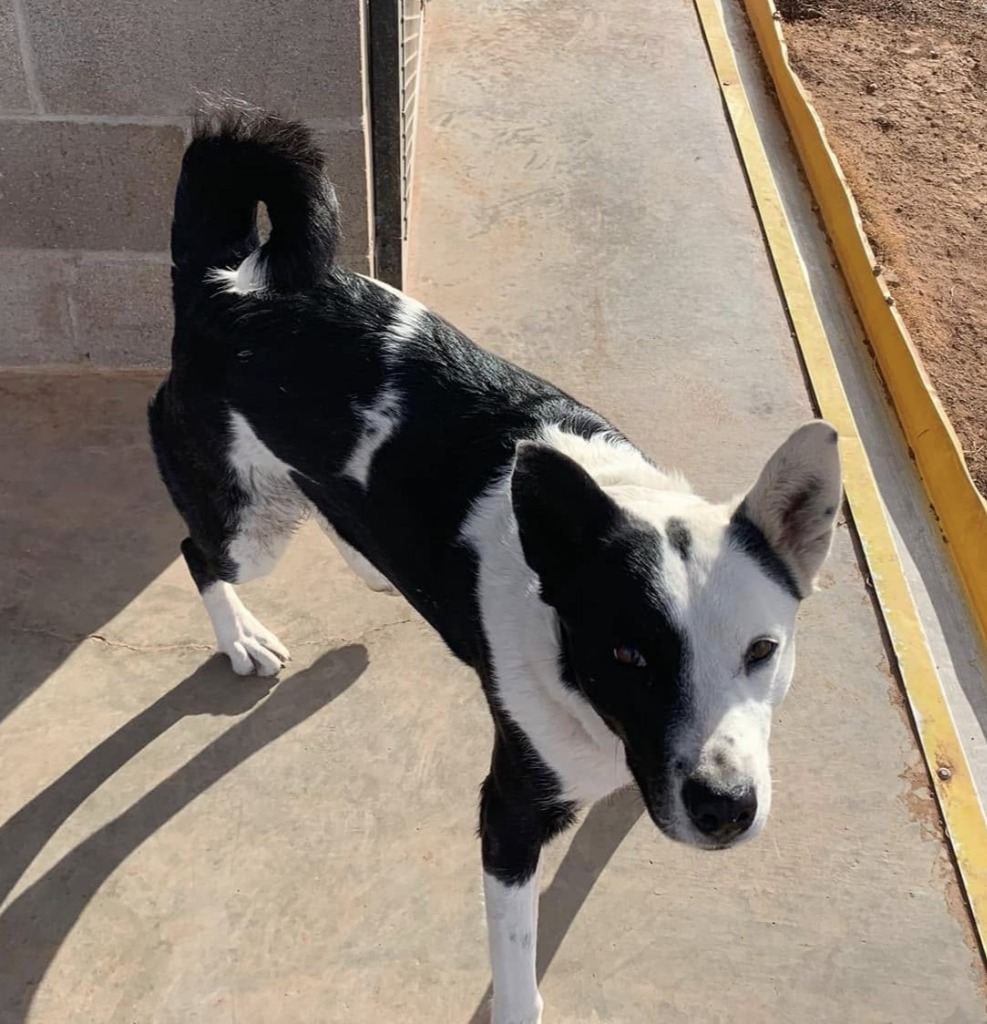 Honey/Spaz, an adoptable McNab, Mixed Breed in Tucumcari, NM, 88401 | Photo Image 1