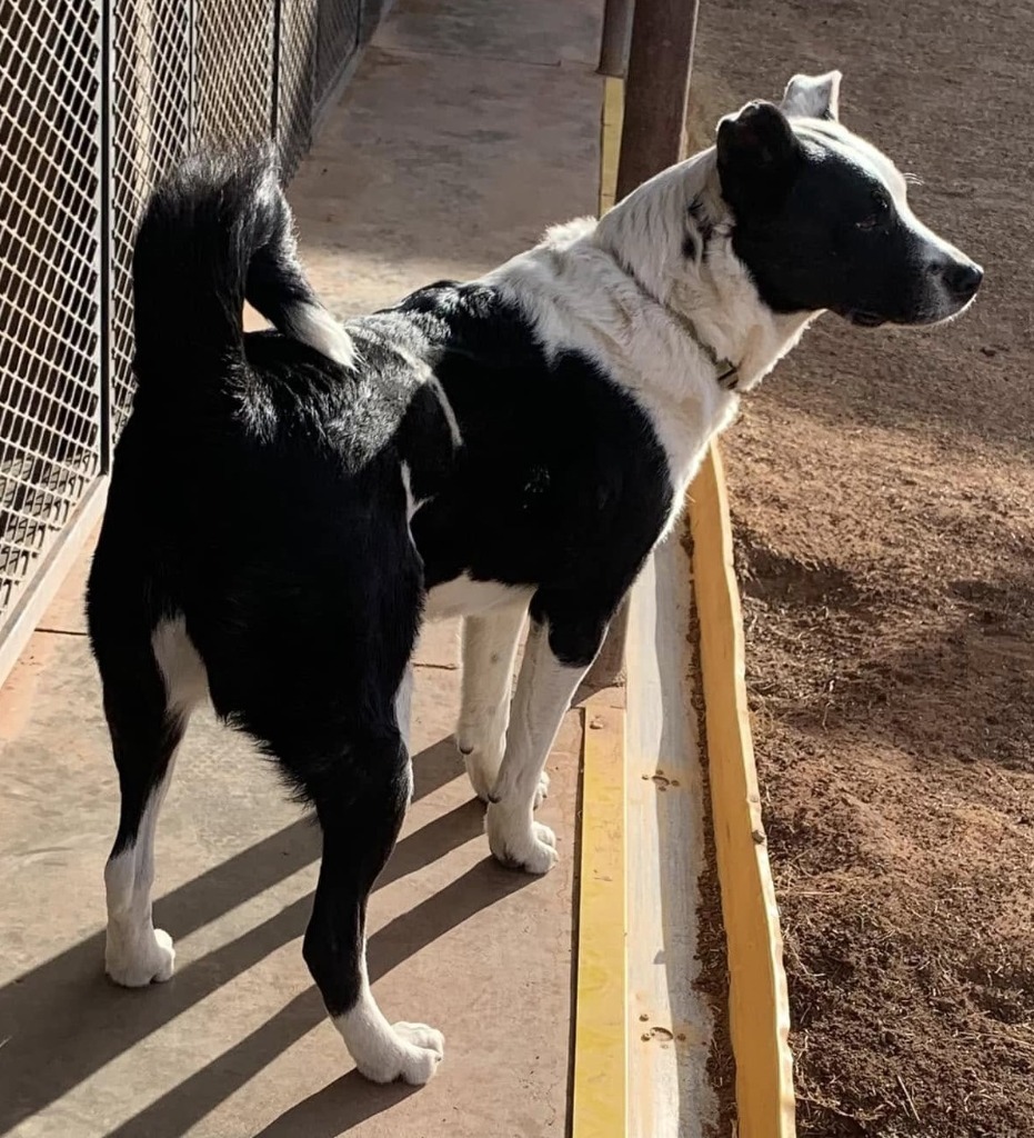 Honey/Spaz, an adoptable McNab, Mixed Breed in Tucumcari, NM, 88401 | Photo Image 2