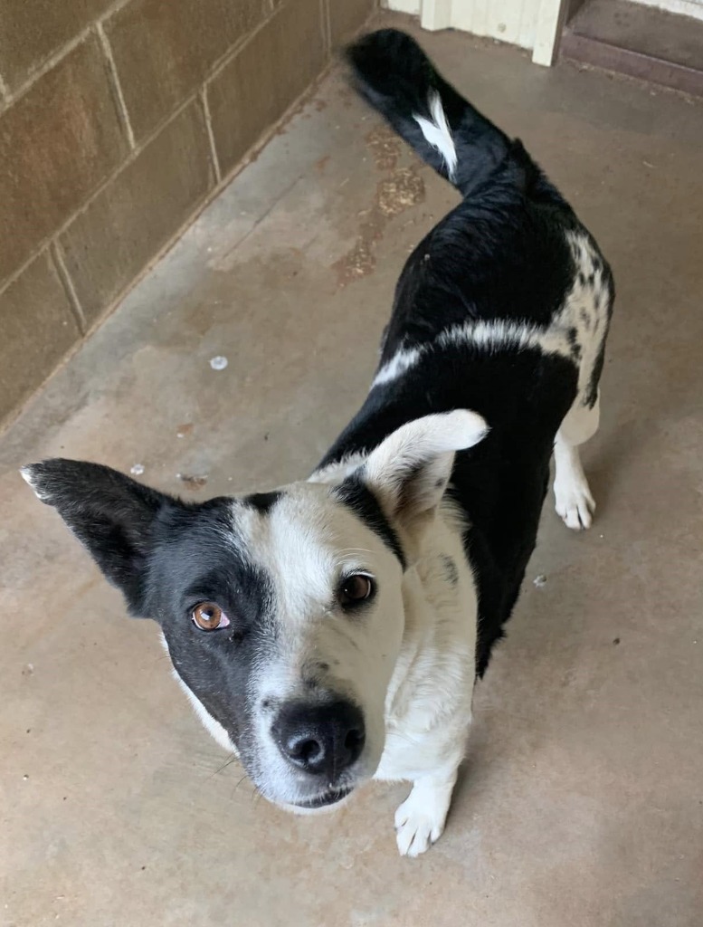 Honey/Spaz, an adoptable McNab, Mixed Breed in Tucumcari, NM, 88401 | Photo Image 3