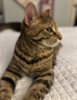 biscuit, Adult Female unknown