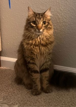 charlie, Adult Male unknown