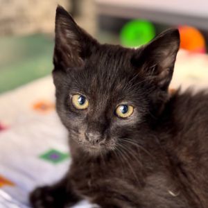 Hi My name is Magic and Im at the Santa Maria Campus Im 2 month old male D