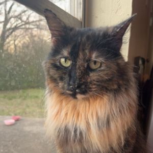 Sissy, Young Female Domestic Long Hair