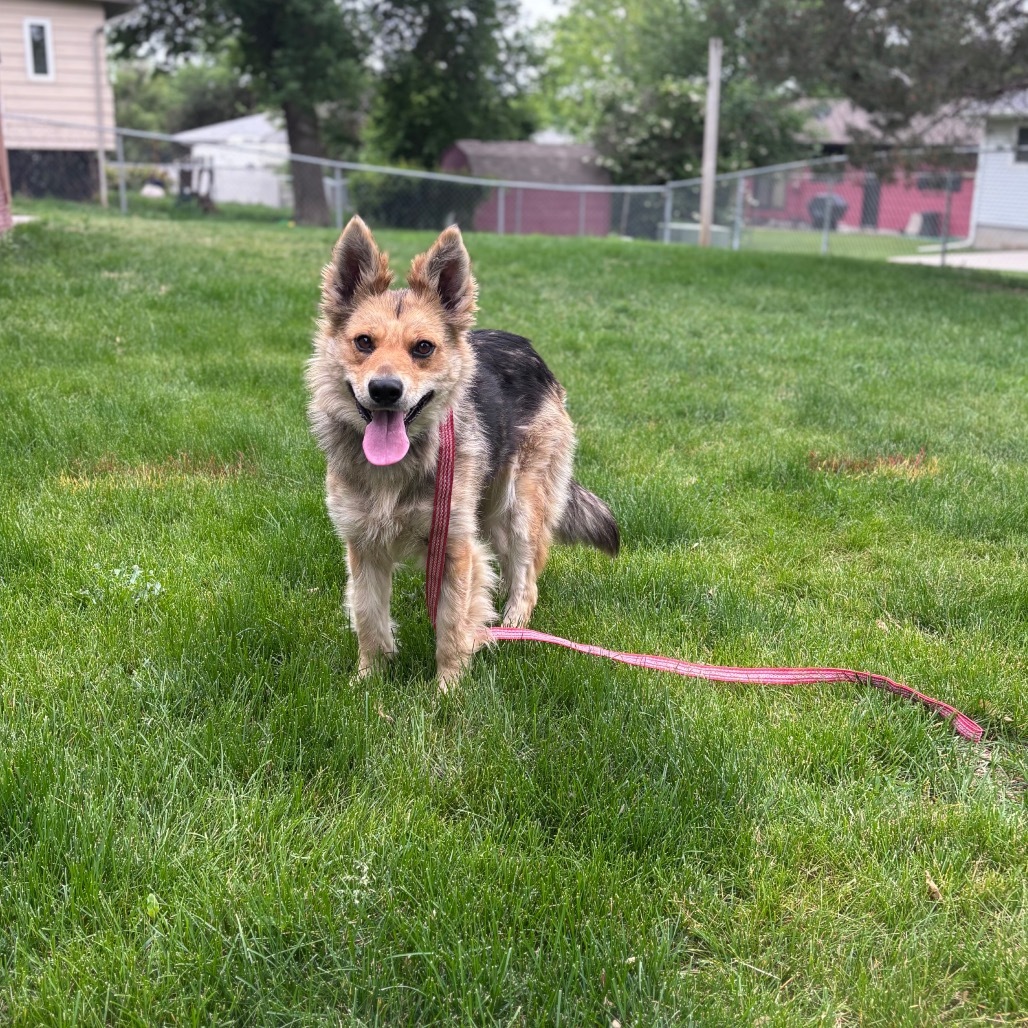 Mia, an adoptable Mixed Breed in Bismarck, ND, 58507 | Photo Image 1