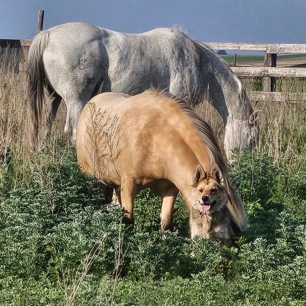 Mia, an adoptable Mixed Breed in Bismarck, ND, 58507 | Photo Image 2