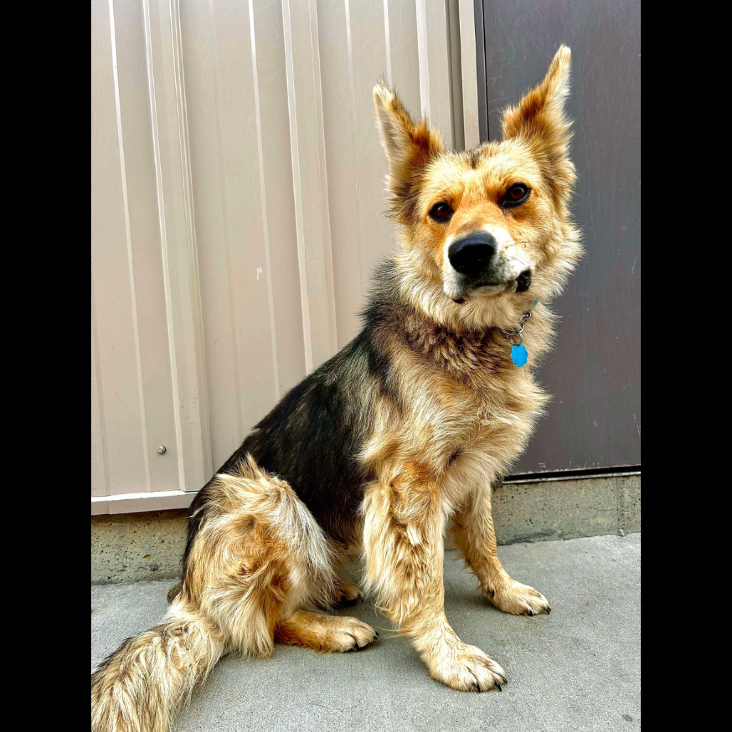 Mia, an adoptable Mixed Breed in Bismarck, ND, 58507 | Photo Image 3