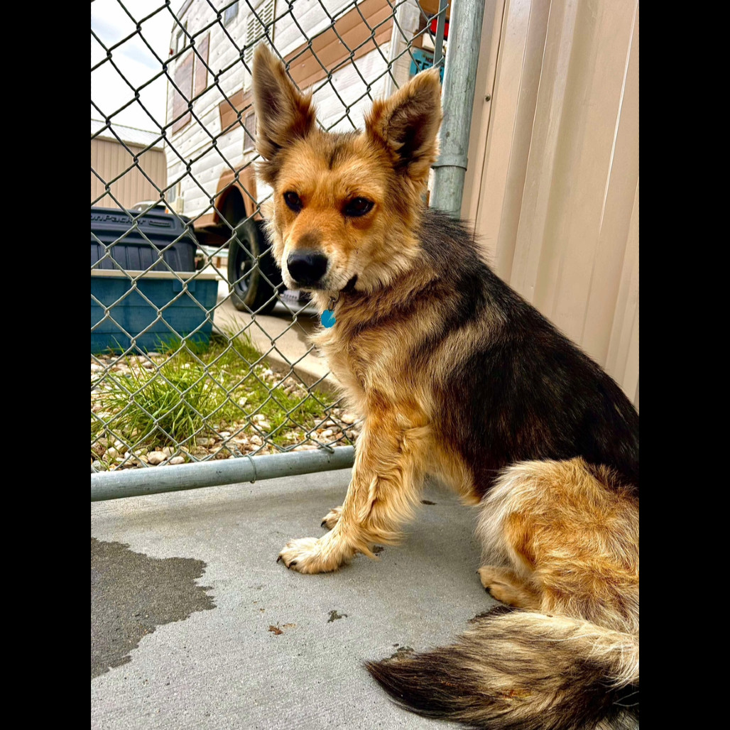 Mia, an adoptable Mixed Breed in Bismarck, ND, 58507 | Photo Image 4