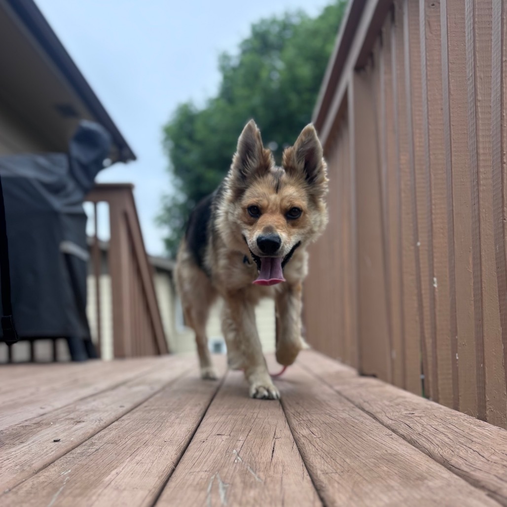 Mia, an adoptable Mixed Breed in Bismarck, ND, 58507 | Photo Image 5