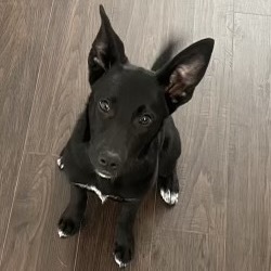 Turtle (In Foster) 1