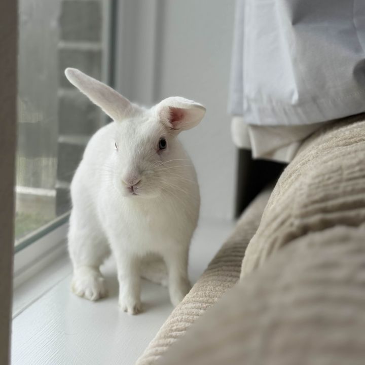 Loki 1