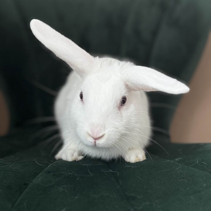 Loki 2