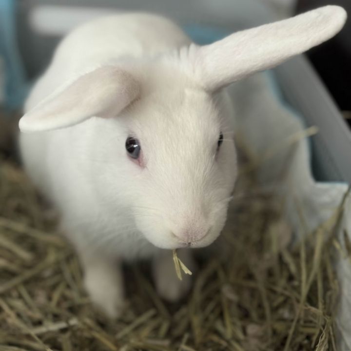 Loki 3