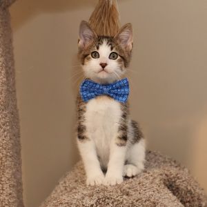 Teller, Baby Male Domestic Short Hair