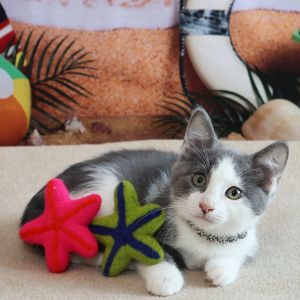 Ita, Baby Female Domestic Short Hair