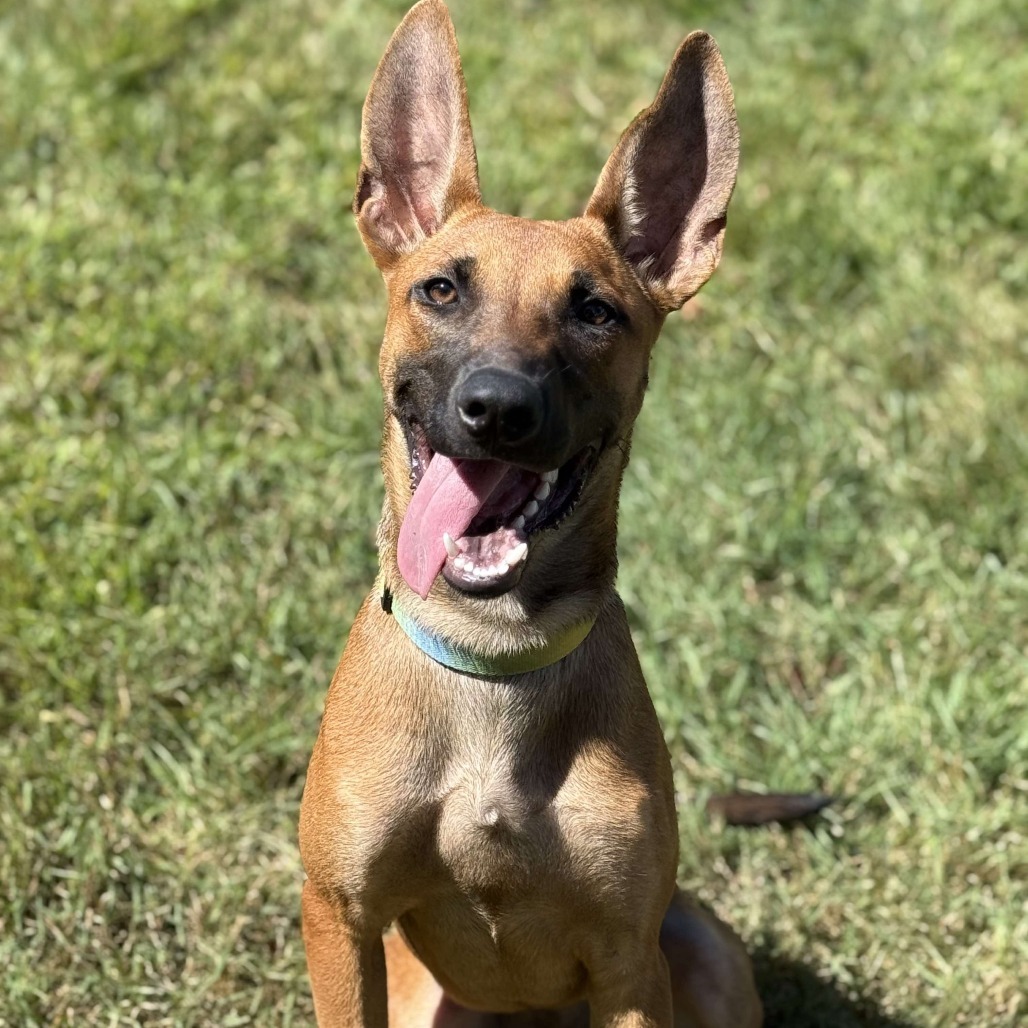 CT Hally (Foster in Tolland, CT)
